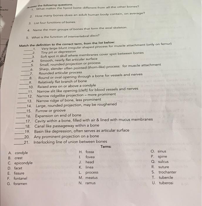 Beach Answer The Following Questions 1 What Makes The Hyoid Bone Different From All The Other Bones 2 How Many Bones 1