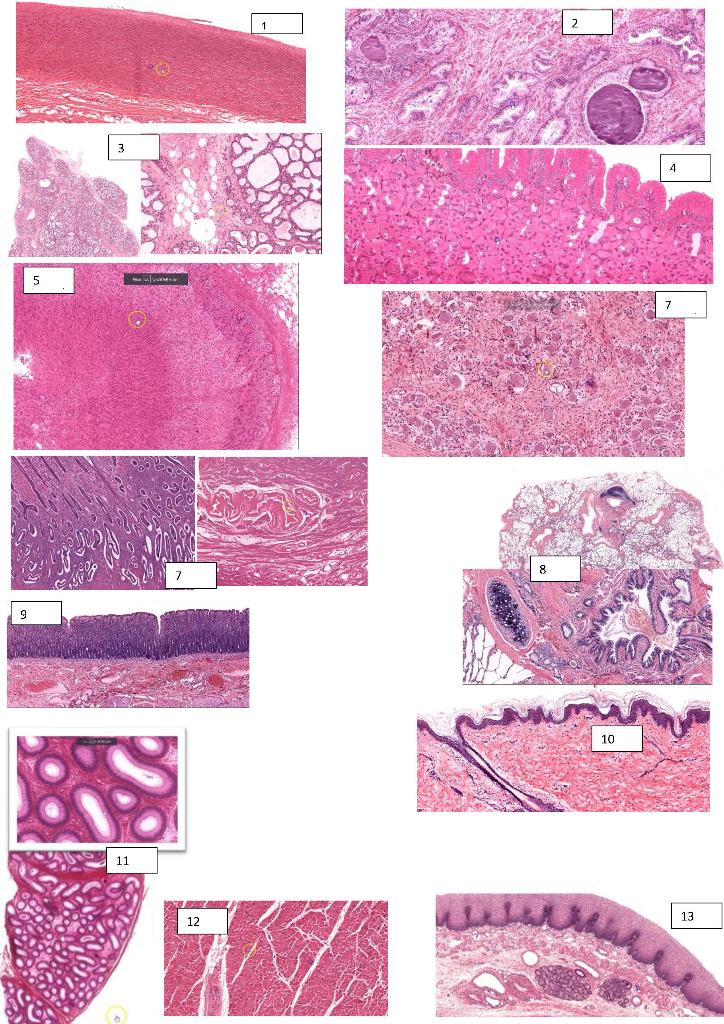Identify The Tissue In The Sections Below And Name Two 2 Identifying Characteristic Features That Helped You Identify 1