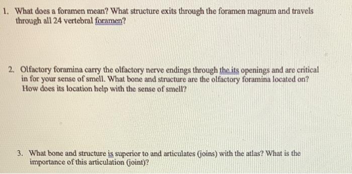 1 What Does A Foramen Mean What Structure Exits Through The Foramen Magnum And Travels Through All 24 Vertebral Forame 1