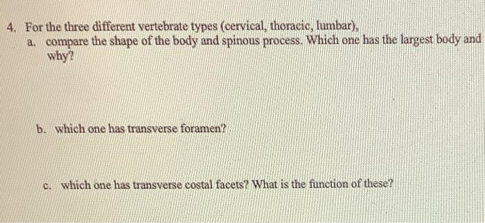 4 For The Three Different Vertebrate Types Cervical Thoracic Lumbar A Compare The Shape Of The Body And Spinous P 1