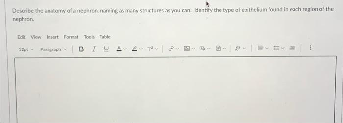 Describe The Anatomy Of A Nephron Naming As Many Structures As You Can Identity The Type Of Epithelium Found In Each R 1