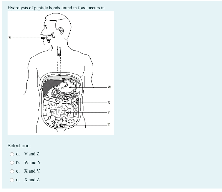 Hydrolysis Of Peptide Bonds Found In Food Occurs In W X Z Select One A V And Z B W And Y C X And V D X And Z 1