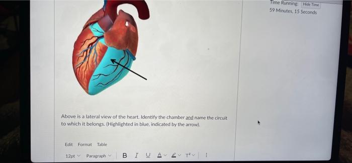 Time Running Hide Time 59 Minutes 15 Seconds Above Is A Lateral View Of The Heart Identify The Chamber And Name The Ci 1