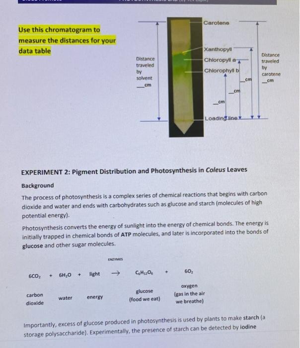 Carotene Use This Chromatogram To Measure The Distances For Your Data Table Distance Traveled By Solvent Cm Xanthopyll C 1