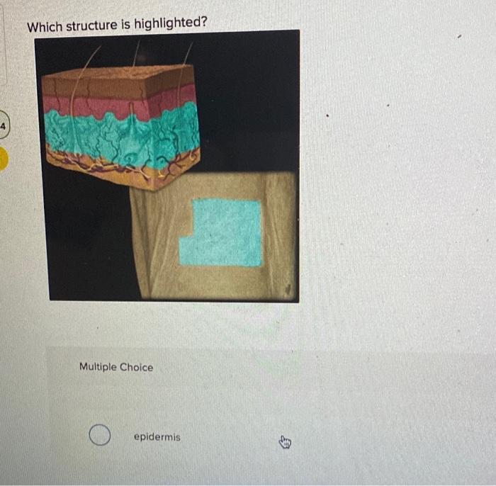 Which Structure Is Highlighted Multiple Choice Epidermis 1