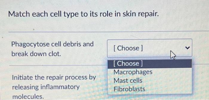 Match Each Cell Type To Its Role In Skin Repair Phagocytose Cell Debris And Break Down Clot Choose Initiate The Rep 1