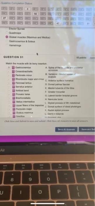 Questo Como To Erectors Quadriceps O Muscles Mm And Me Gastons Solus Hamstrings 10 Question 51 Match The Muscle With 1