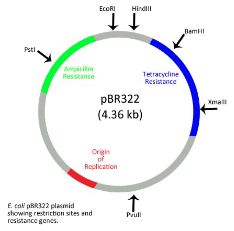 Given The Restriction Sites And Antibiotic Resistance Markers Ampicillin Tetracycline What Would Happen If You Clone 1