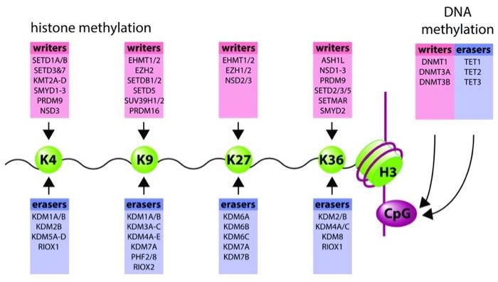Histone Methylation Writers Writers Setd1a B Ehmt1 2 Setd387 Ezh2 Kmt2a D Setdb1 2 Smyd1 3 Setds Prdm9 Suv39h1 2 Nsd3 Pr 1