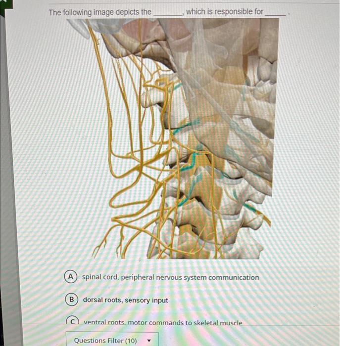 The Following Image Depicts The Which Is Responsible For A Spinal Cord Peripheral Nervous System Communication B Dorsal 1