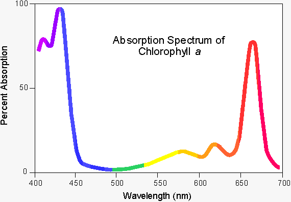 Physics We Have The Absortion Spectrum Of The Chlorophyll Let S Say Chlorophyll A The Question Is This Why It Is Th 1