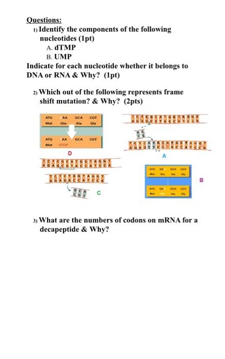 Questions 1 Identify The Components Of The Following Nucleotides 1pt A Dtmp B Ump Indicate For Each Nucleotide Whe 2