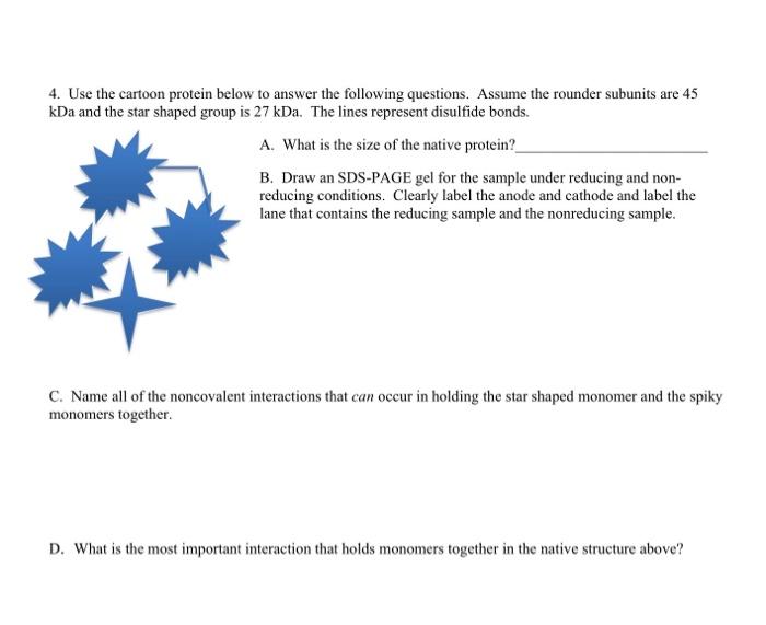 4 Use The Cartoon Protein Below To Answer The Following Questions Assume The Rounder Subunits Are 45 Kda And The Star 1