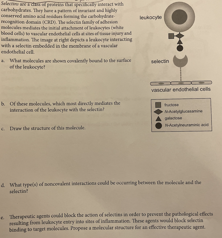 Leukocyte Selectins Are A Class Of Proteins That Specifically Interact With Carbohydrates They Have A Pattern Of Invari 1