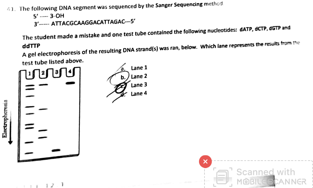 41 The Following Dna Segment Was Sequenced By The Sanger Sequencing Method S 3 Oh 3 Attacgcaaggacattagac 5 1