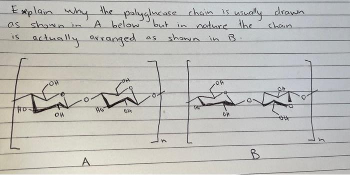As Explain Why The Polyglucose Chain Is A Chain Is Usually Drawn Shown In A Below But In A But In Nature The Chain Is Ac 1