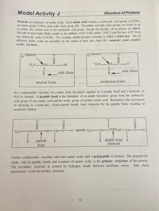 Model Activity J Structure Of Proteins Proteins Are Pohmers Of Amino Acids Each Amino Acid Contains A Carboxylic Acid G 1