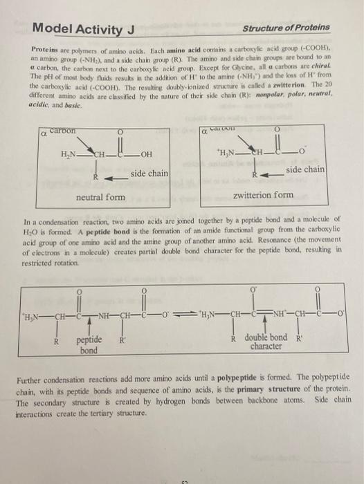 Model Activity J Structure Of Proteins Proteins Are Polymers Of Amino Acids Each Amino Acid Contains A Carboxylic Acid 1