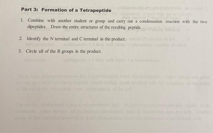 Model Activity J Structure Of Proteins Proteins Are Polymers Of Amino Acids Each Amino Acid Contains A Carboxylic Acid 2