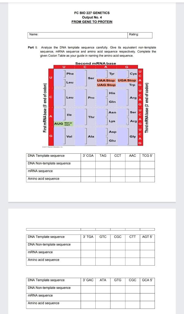 Fc Bio 227 Genetics Output No 4 From Gene To Protein Name Rating Part 1 Analyze The Dna Template Sequence Carefully G 1