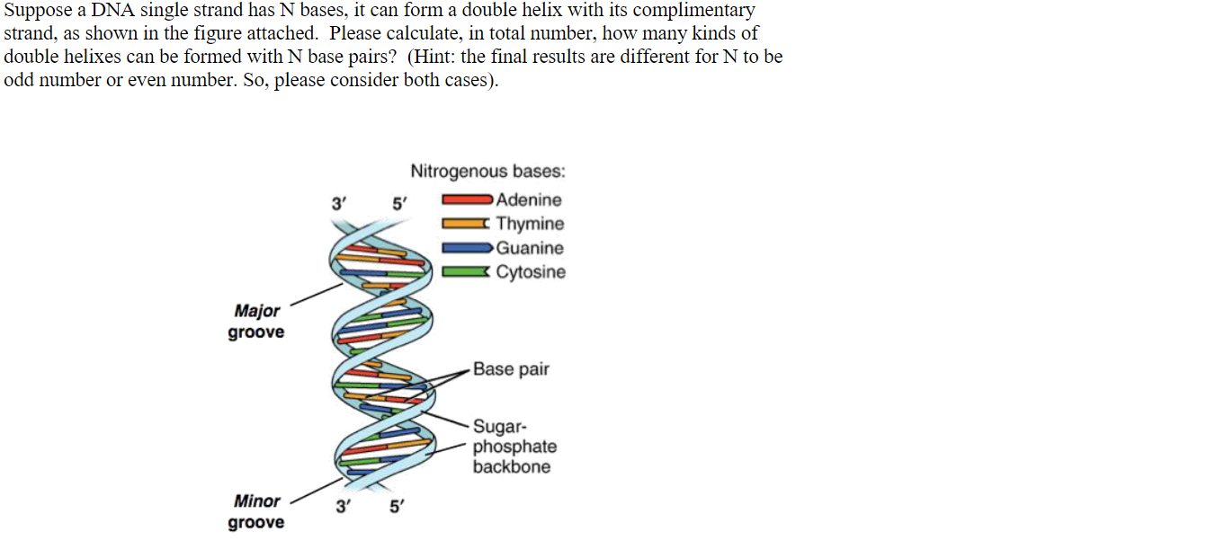 Suppose A Dna Single Strand Has N Bases It Can Form A Double Helix With Its Complimentary Strand As Shown In The Figur 1