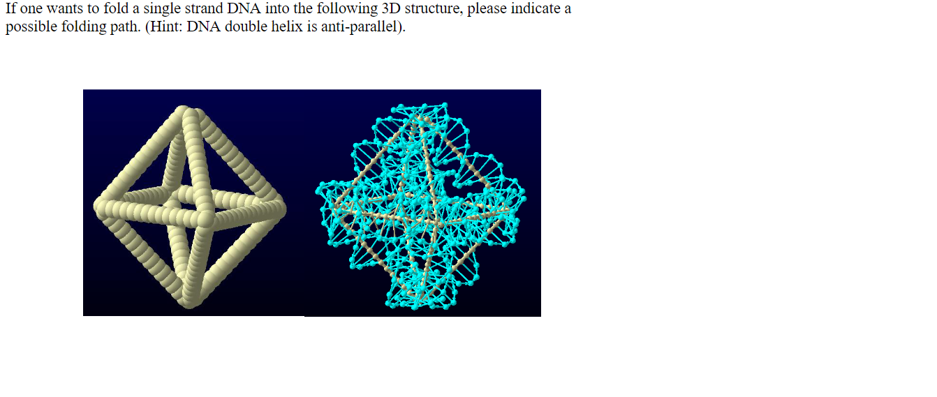 If One Wants To Fold A Single Strand Dna Into The Following 3d Structure Please Indicate A Possible Folding Path Hint 1