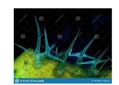 Dreamstime Com 1