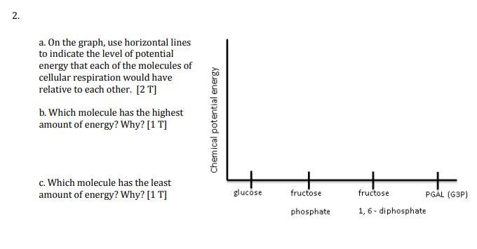 2 A On The Graph Use Horizontal Lines To Indicate The Level Of Potential Energy That Each Of The Molecules Of Cellula 1