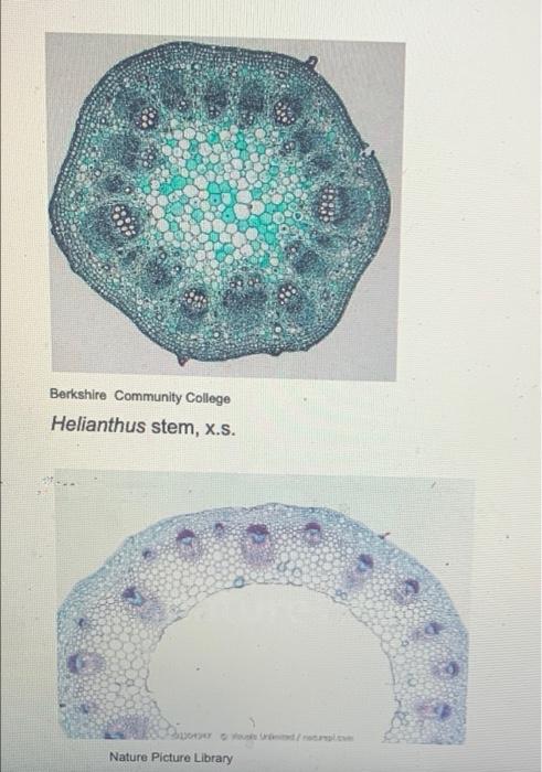 2 The Herbaceous Dicot Stem Label The Parts In The Different Representative Species Of Herbaceous Dicots Epidermis Vas 2