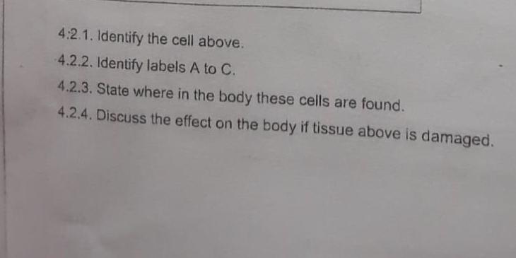 4 2 1 Identify The Cell Above 4 2 2 Identify Labels A To C 4 2 3 State Where In The Body These Cells Are Found 4 2 1