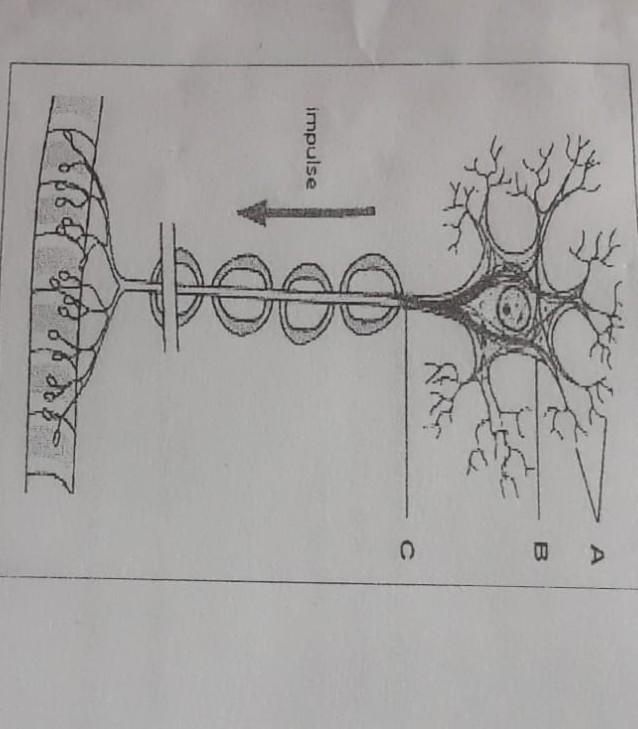 4 2 1 Identify The Cell Above 4 2 2 Identify Labels A To C 4 2 3 State Where In The Body These Cells Are Found 4 2 3