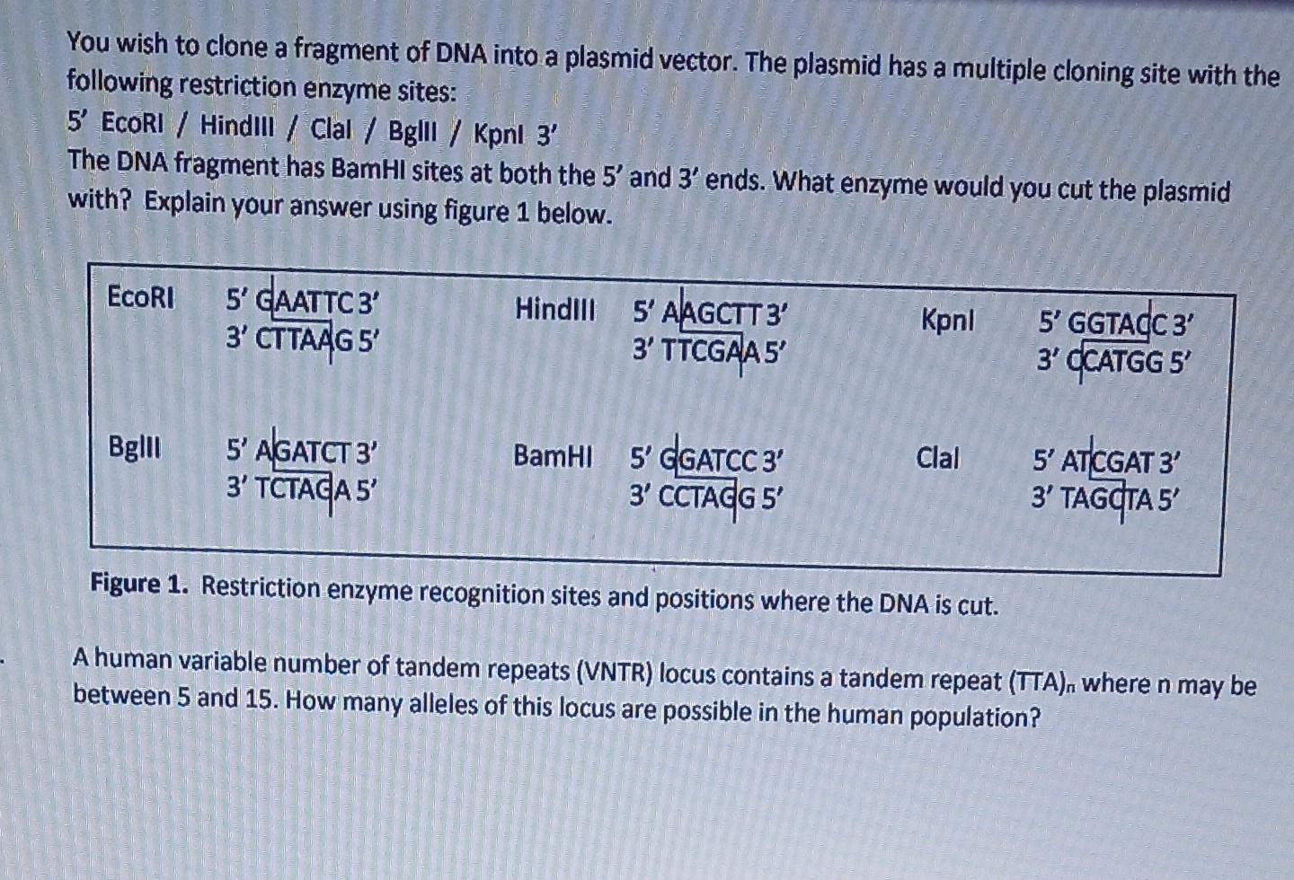 You Wish To Clone A Fragment Of Dna Into A Plasmid Vector The Plasmid Has A Multiple Cloning Site With The Following Re 2