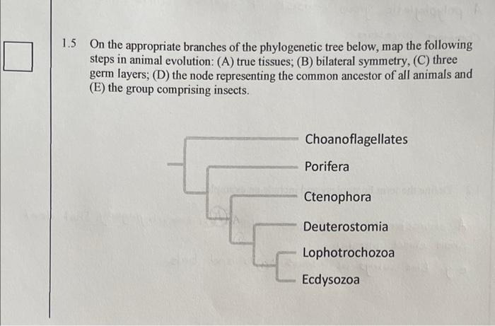 1 5 On The Appropriate Branches Of The Phylogenetic Tree Below Map The Following Steps In Animal Evolution A True Ti 1