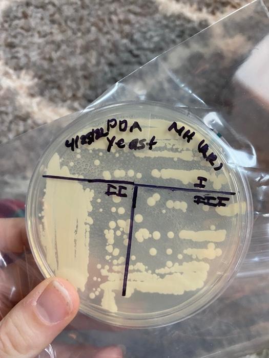 K2 Streaking For Isolation To Make A Pure Culture Post Lab Report What You Will Submit In One Document Uploaded To Can 2