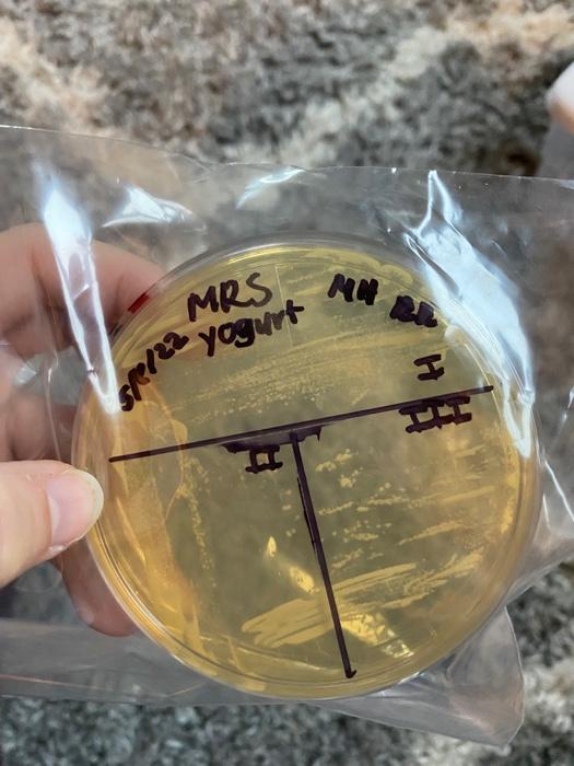 K2 Streaking For Isolation To Make A Pure Culture Post Lab Report What You Will Submit In One Document Uploaded To Can 5