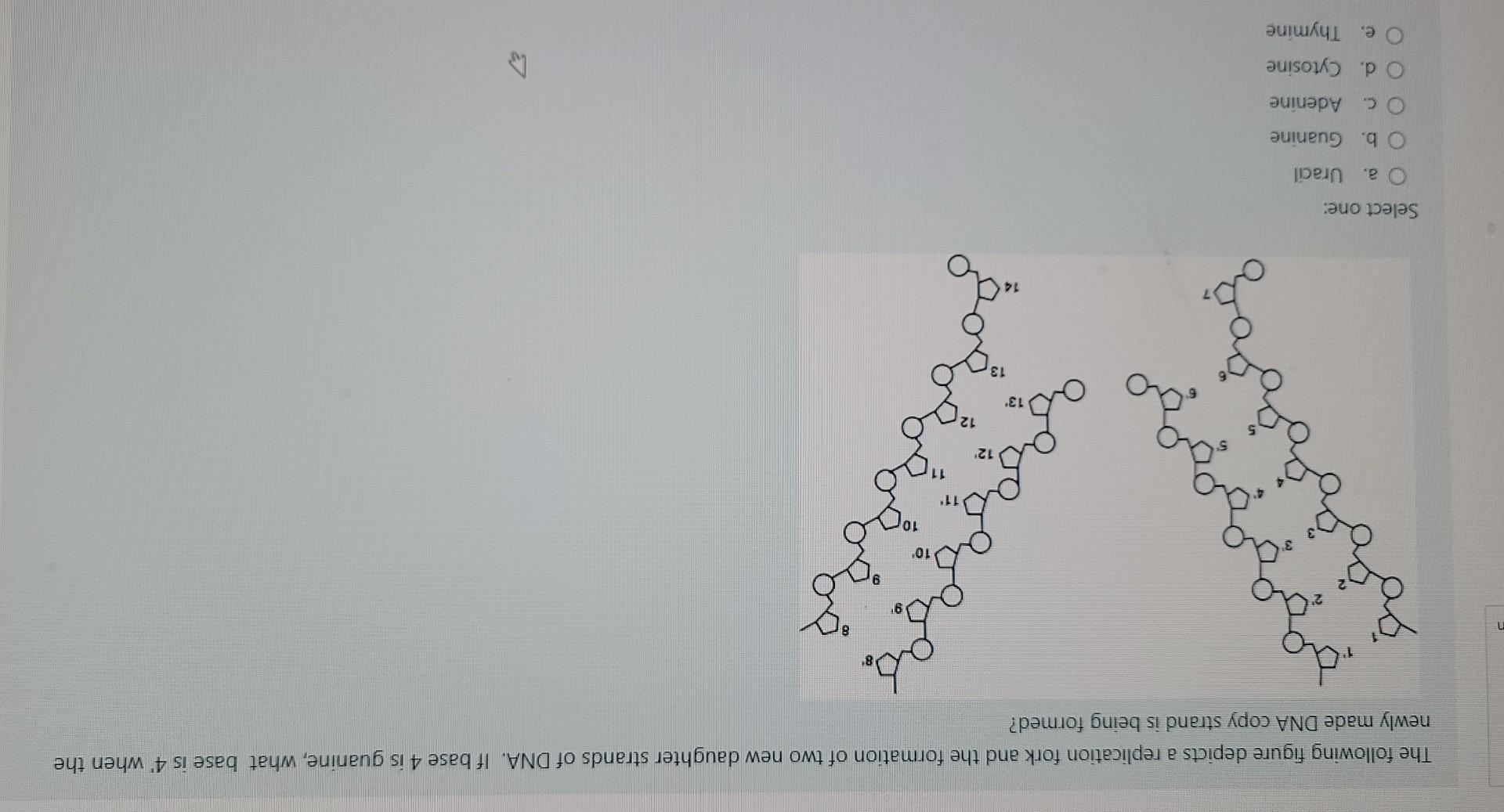 The Following Figure Depicts A Replication Fork And The Formation Of Two New Daughter Strands Of Dna If Base 4 Is Guani 1