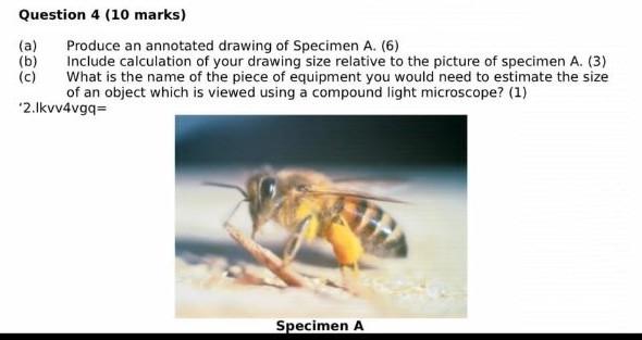 Question 4 10 Marks A Produce An Annotated Drawing Of Specimen A 6 B Include Calculation Of Your Drawing Size R 1