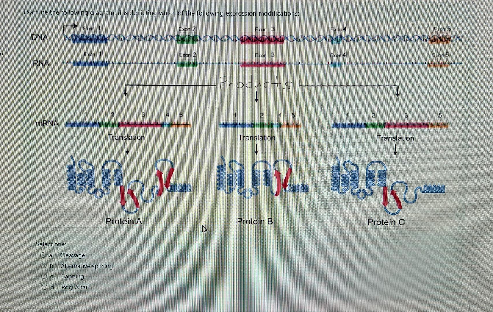 Examine The Following Diagram It Is Depicting Which Of The Following Expression Modifications Exo Exo 2 Exon 6 Exon 4 1