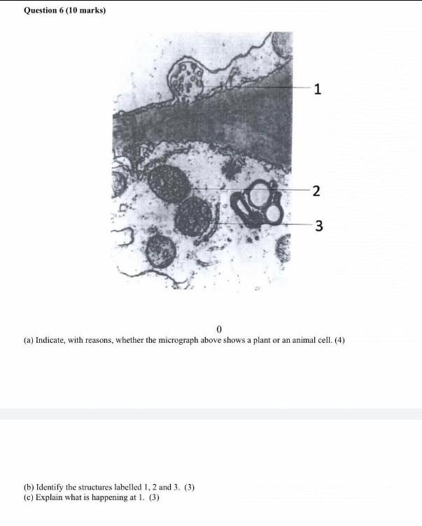 Question 6 10 Marks 1 2 3 0 A Indicate With Reasons Whether The Micrograph Above Shows A Plant Or An Animal Cell 1