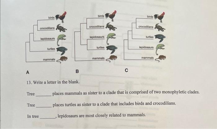 Birds Birds Birds Crocodilians Crocodilians Crocodilians Lepidosaurs Lepidosaurs Turtles Turtles Turtles Lepidosaurs Mam 1