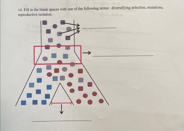 14 Fill In The Blank Spaces With One Of The Following Terms Diversifying Selection Mutations Reproductive Isolation 1