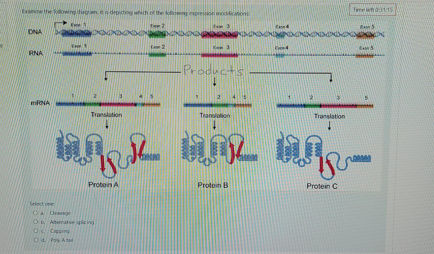 Examine The Following Diagram It Is Depicting Which Of The Following Expression Modifications Time Left 0 31 15 Exon 2 1