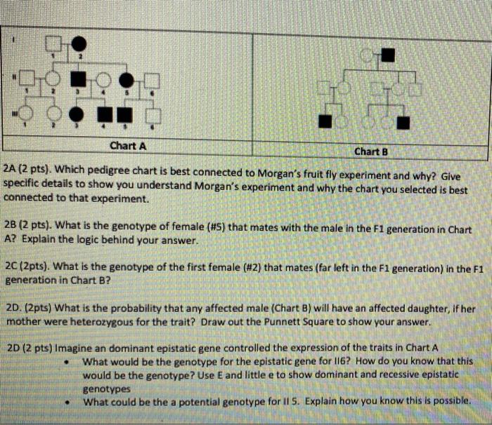Chart A Chart B 2a 2 Pts Which Pedigree Chart Is Best Connected To Morgan S Fruit Fly Experiment And Why Give Specif 1
