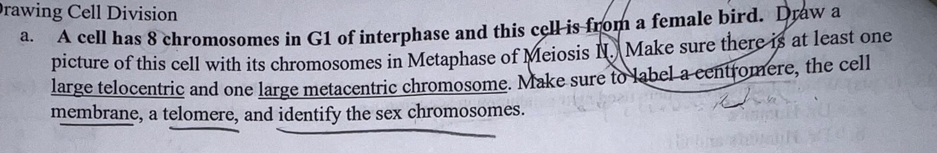 A Drawing Cell Division A Cell Has 8 Chromosomes In G1 Of Interphase And This Cellis From A Female Bird Draw A Picture 1