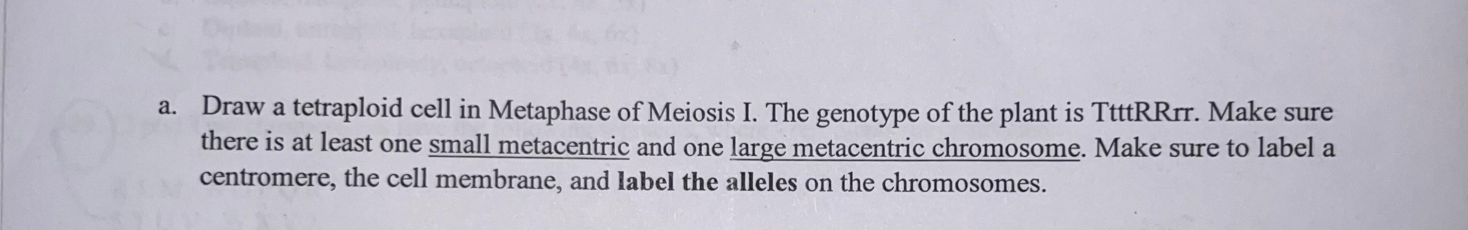 A Draw A Tetraploid Cell In Metaphase Of Meiosis I The Genotype Of The Plant Is Ttttrrrr Make Sure There Is At Least 1