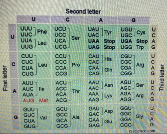 First Letter Cgc Coa Ang Cgg Agu Agc Aga Asg Avg Duko Duco Duko Duco Third Letter 2 The Aag Lys Adina Gu O Guc Gua Gug V 3