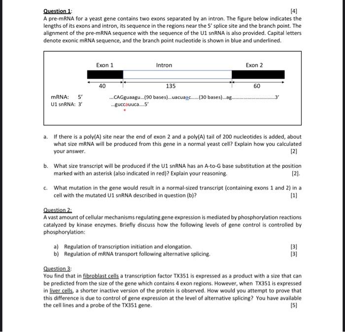 Question 1 41 A Pre Mrna For A Yeast Gene Contains Two Exons Separated By An Intron The Figure Below Indicates The Len 1