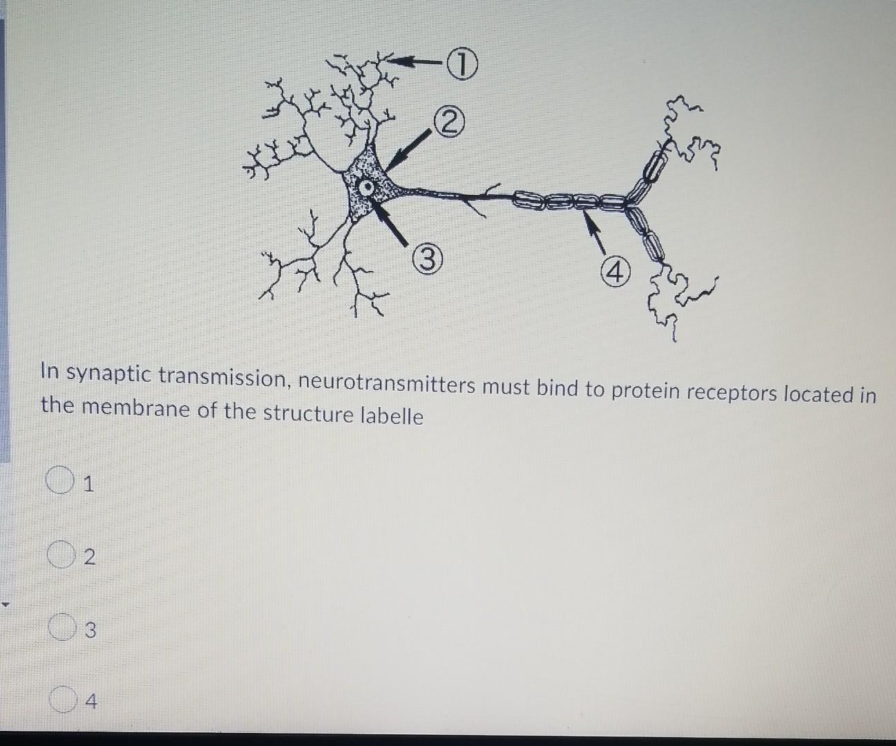 X 2 Tu 3 4 Y In Synaptic Transmission Neurotransmitters Must Bind To Protein Receptors Located In The Membrane Of The 1