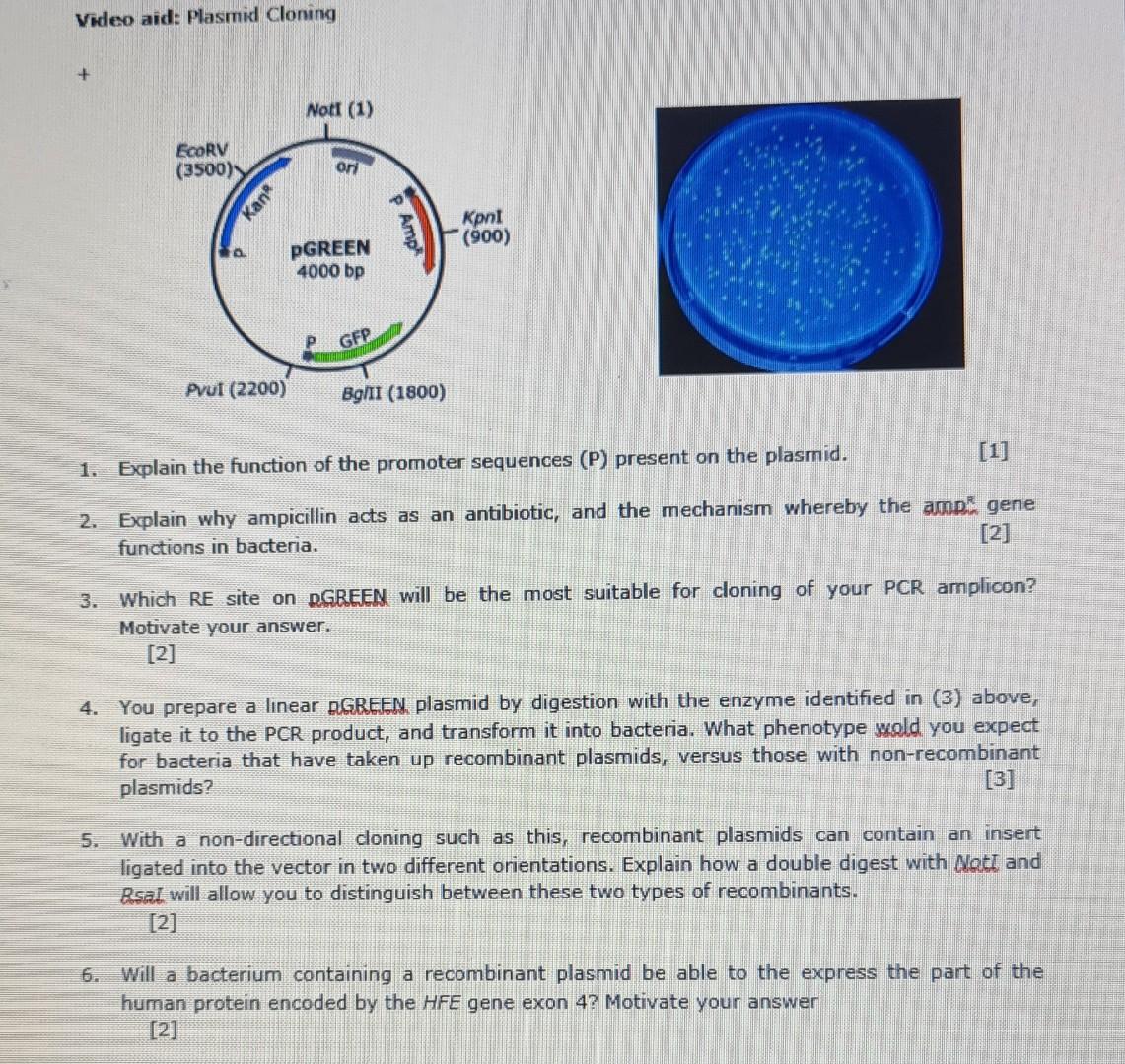 Video Aid Plasmid Cloning Not 1 Ecorv 3500 Ori Kane Amp Kont 900 Pgreen 4000 Bp Gfp Pul 2200 Bg Ii 1800 1 1