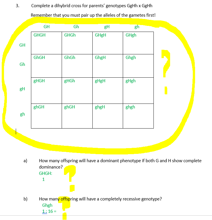 3 Complete A Dihybrid Cross For Parents Genotypes Gghhxgghh Remember That You Must Pair Up The Alleles Of The Gametes 1